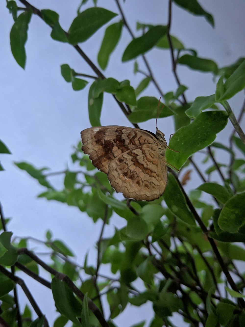 a brown butterfly sitting on top of a leafy tree