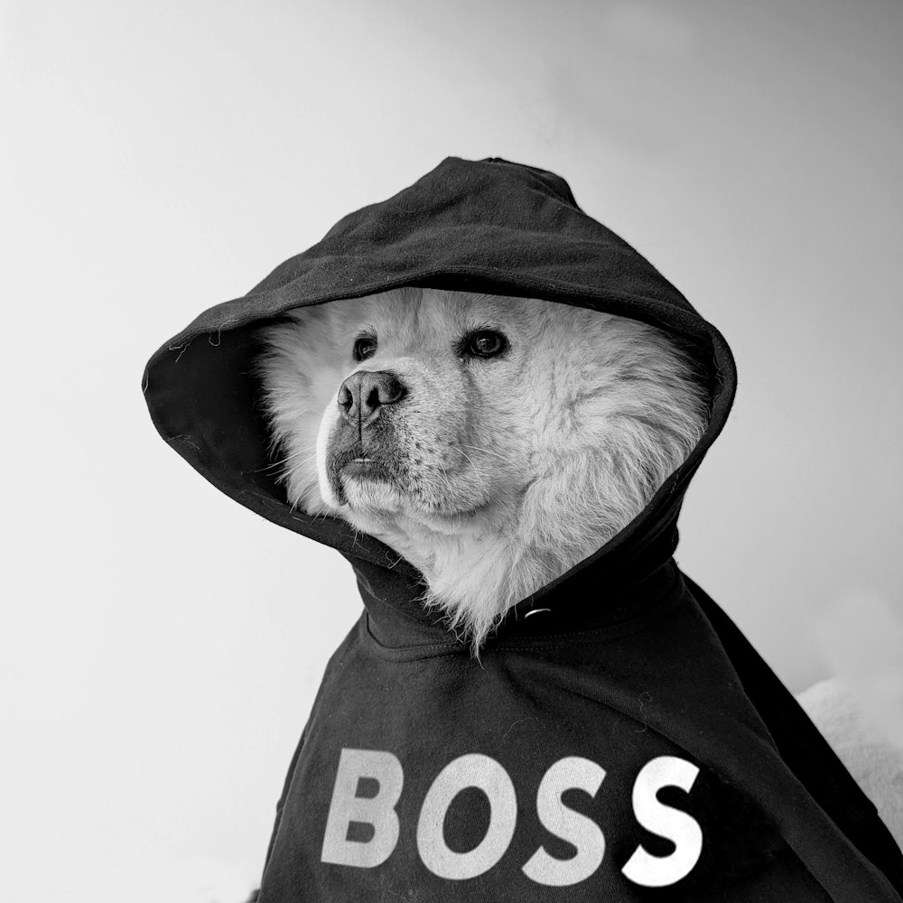 a dog wearing a hoodie with the word boss on it