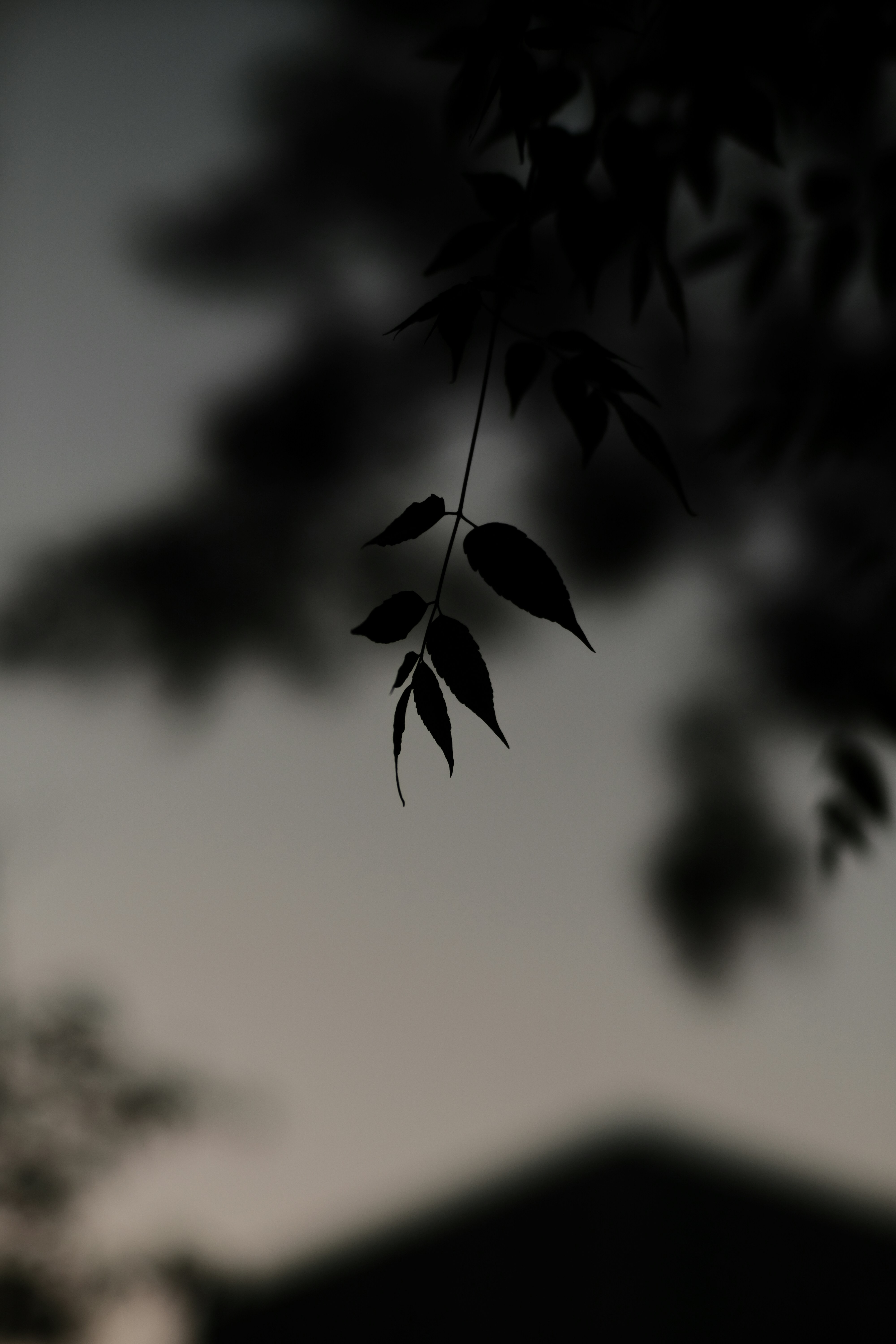 a black and white photo of a tree branch