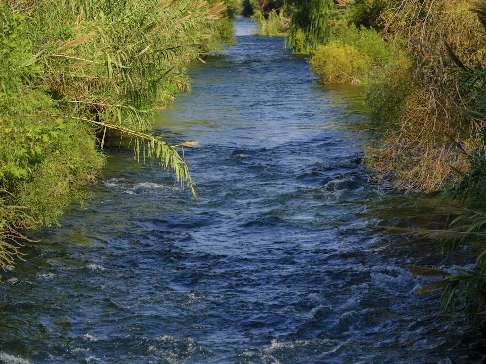 a river running through a lush green forest