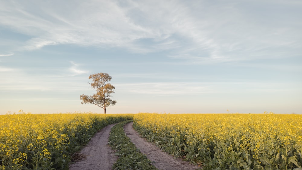 a lone tree stands in the middle of a field