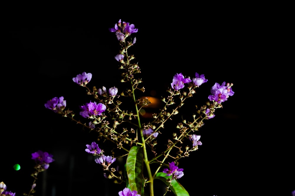 a bunch of purple flowers in a vase