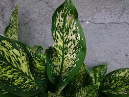 a close up of a green and white plant