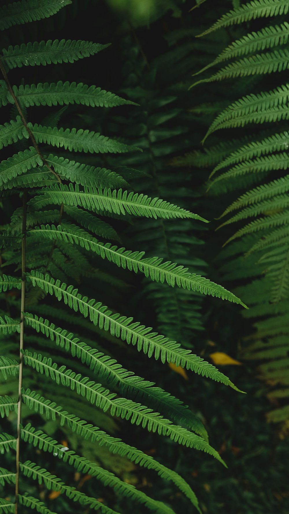 a close up of a green plant with lots of leaves