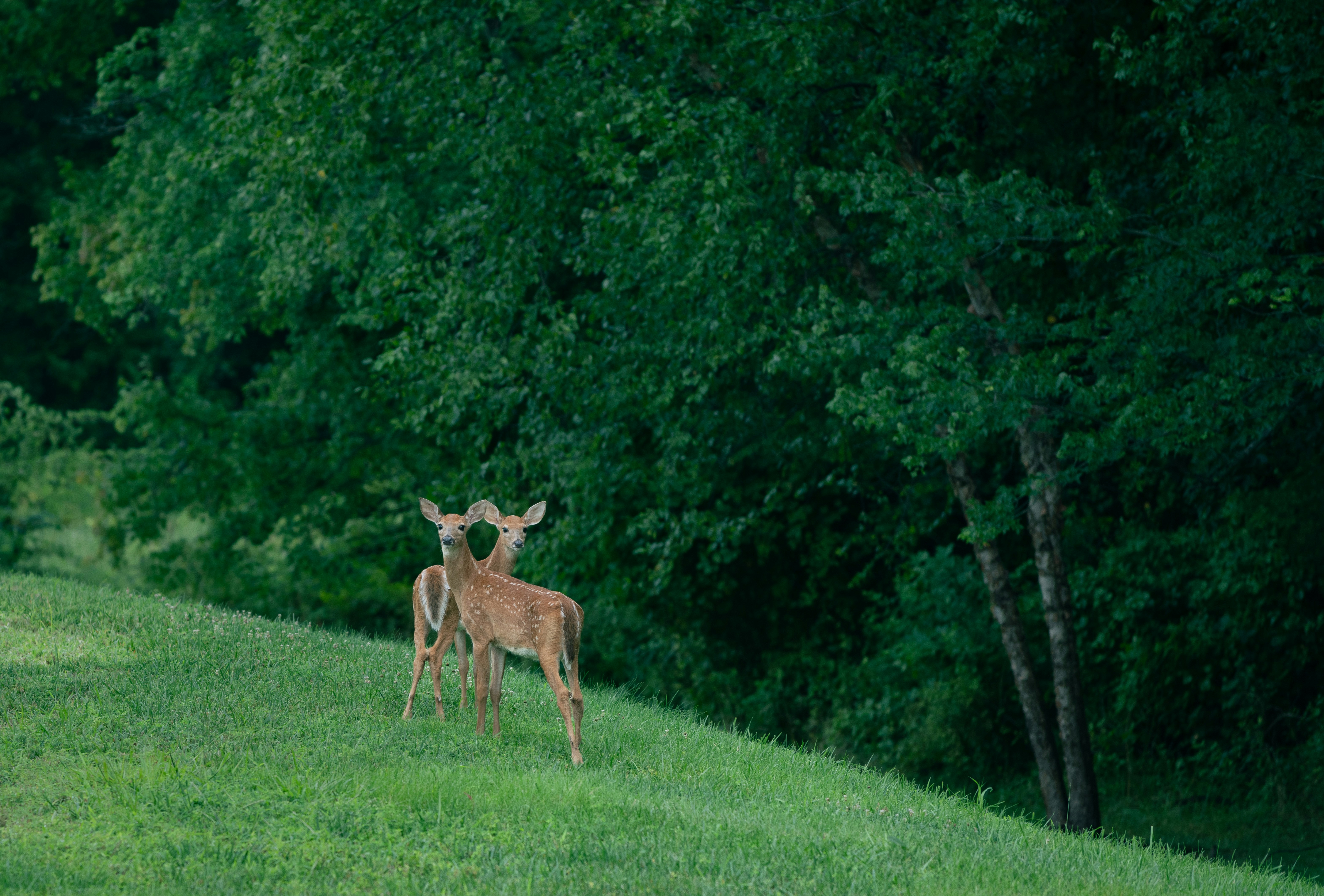 Photo by sriniunsplash