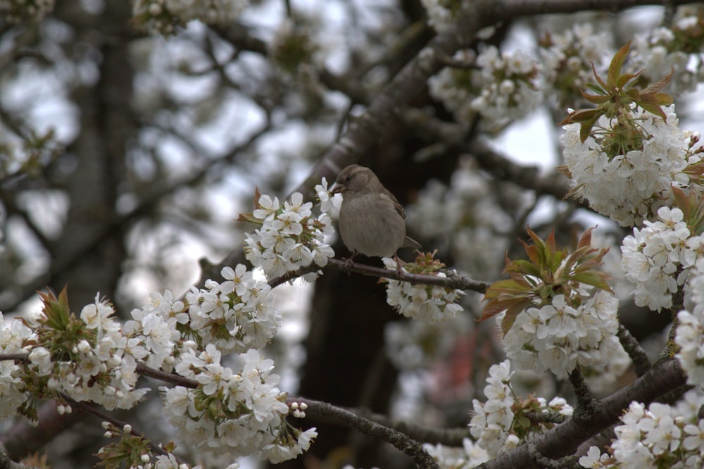 un petit oiseau assis sur la branche d’un arbre