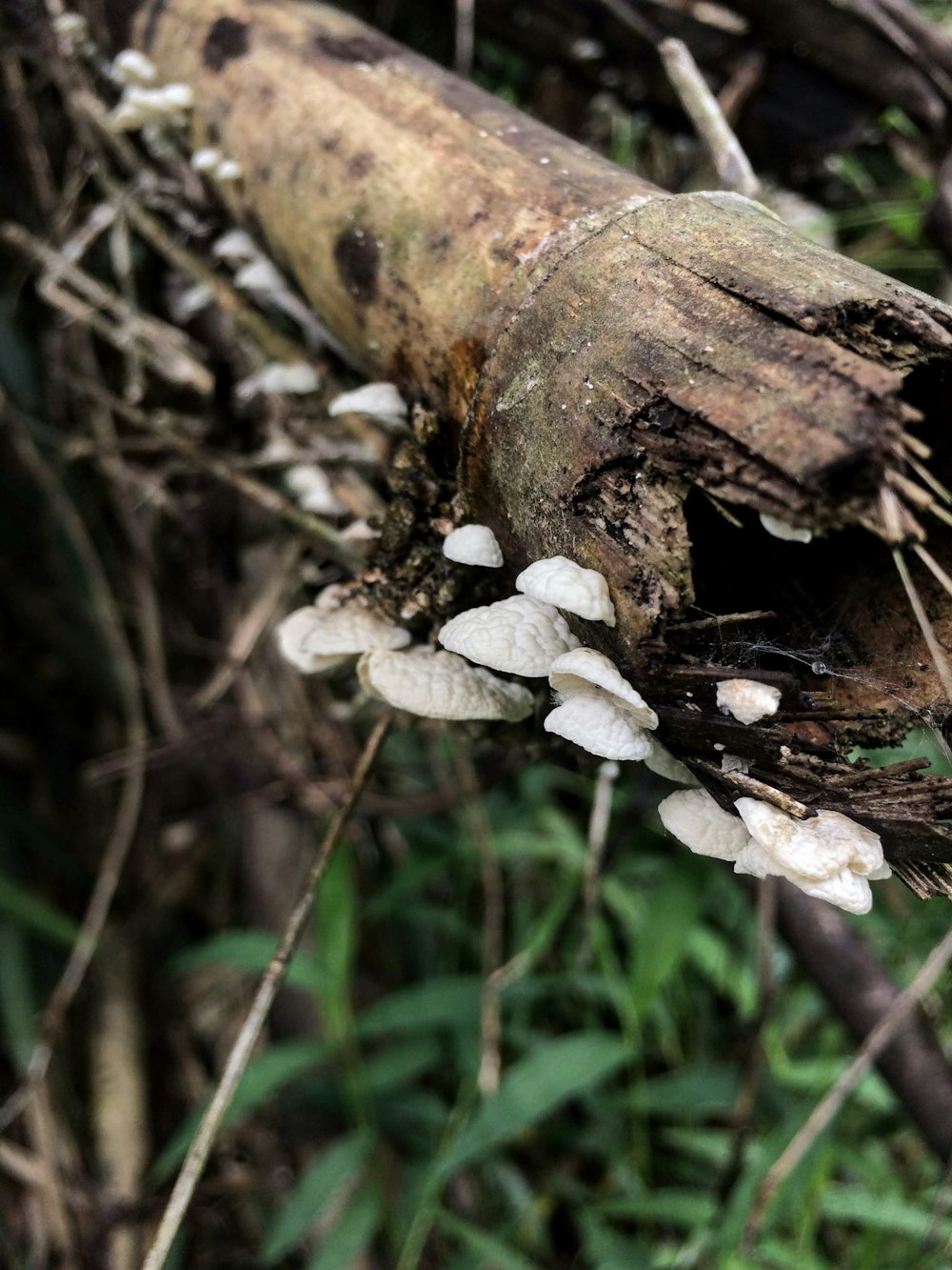 a bunch of mushrooms that are on a tree