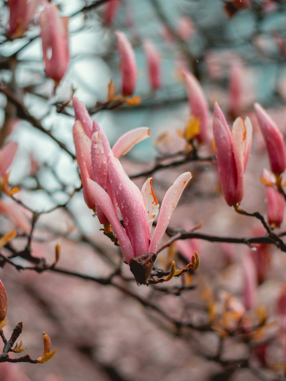 pink flowers blooming on the branches of a tree