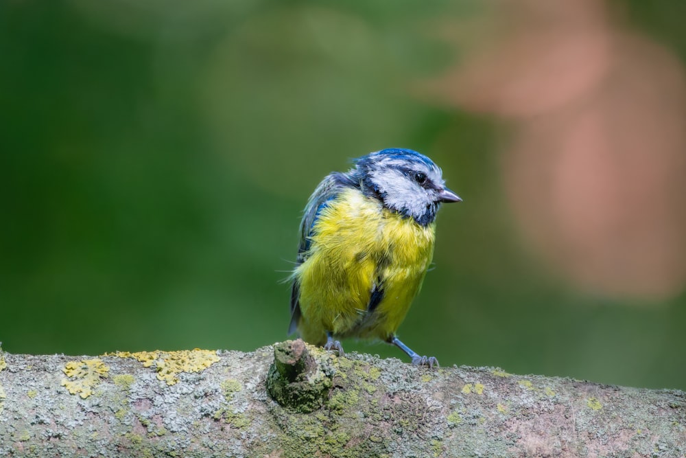 um pequeno pássaro azul e amarelo sentado em um galho de árvore