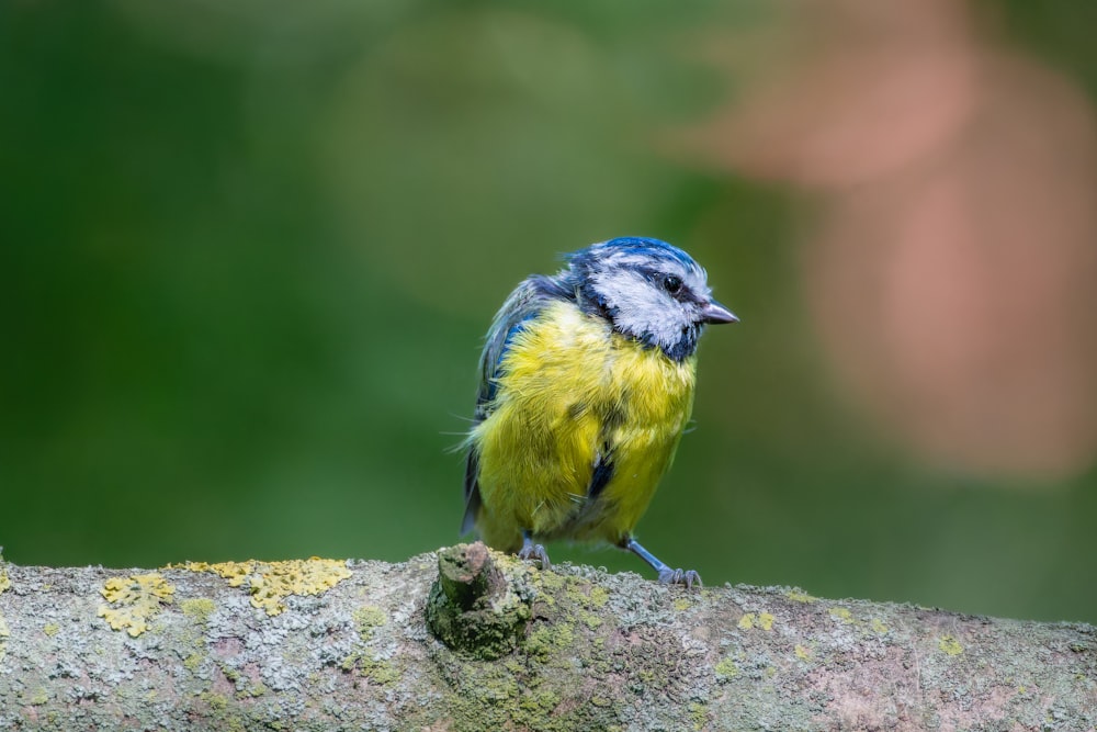 a small blue and yellow bird sitting on a tree branch