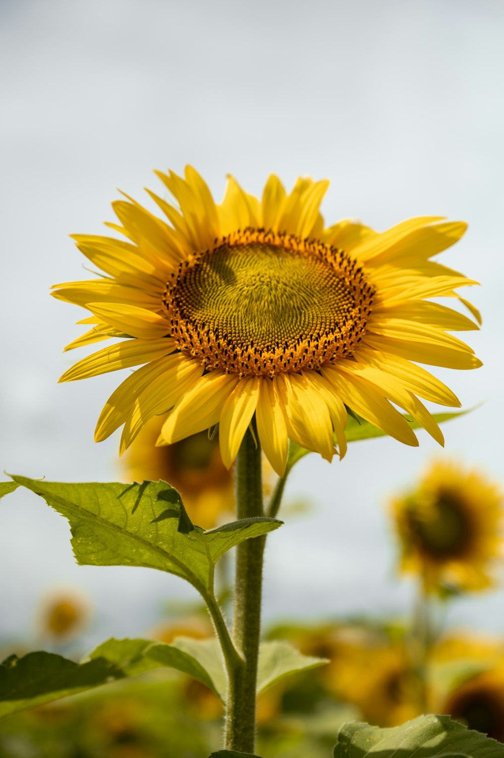 a large sunflower is in a field of sunflowers