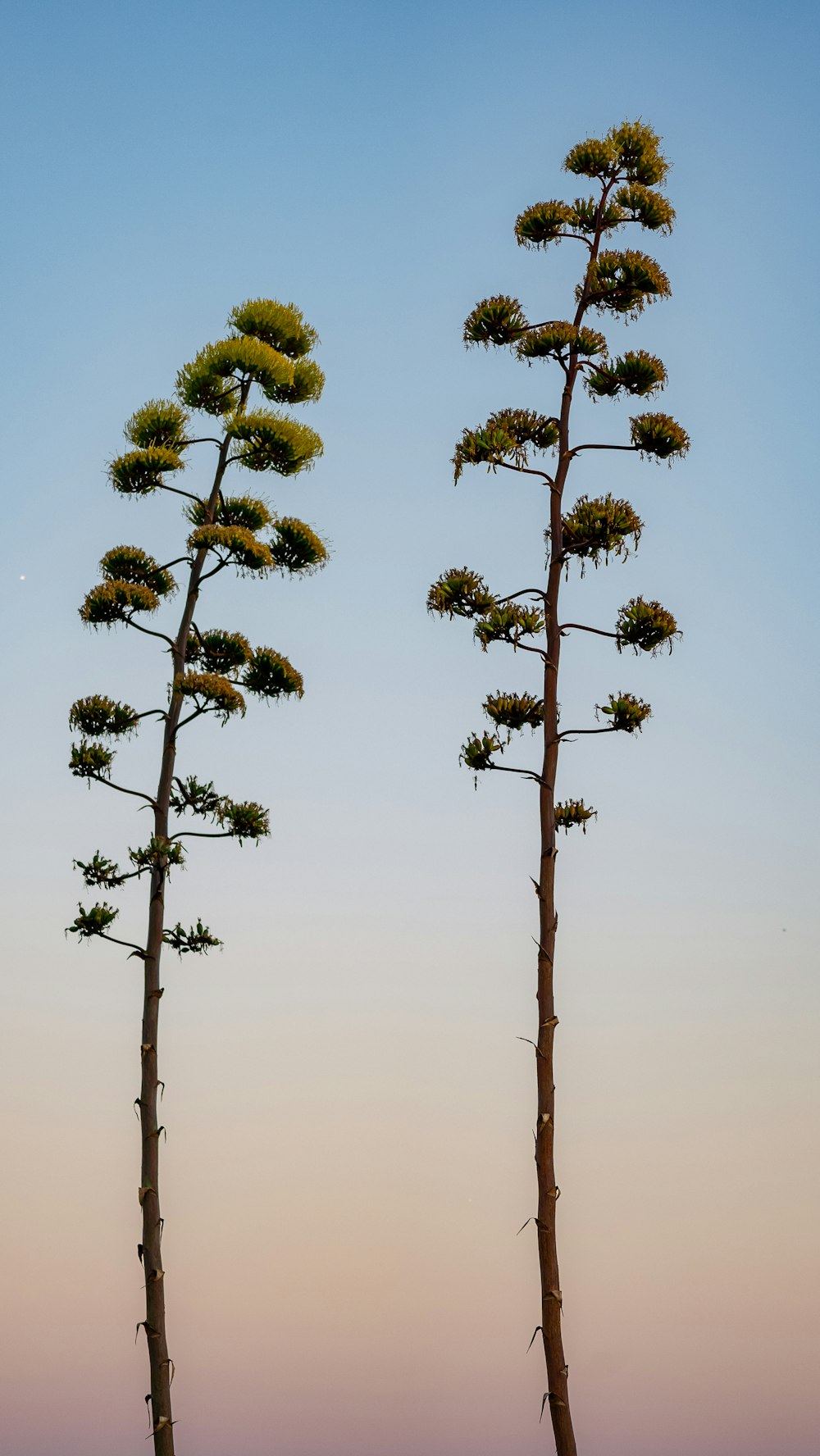 a couple of tall trees sitting next to each other