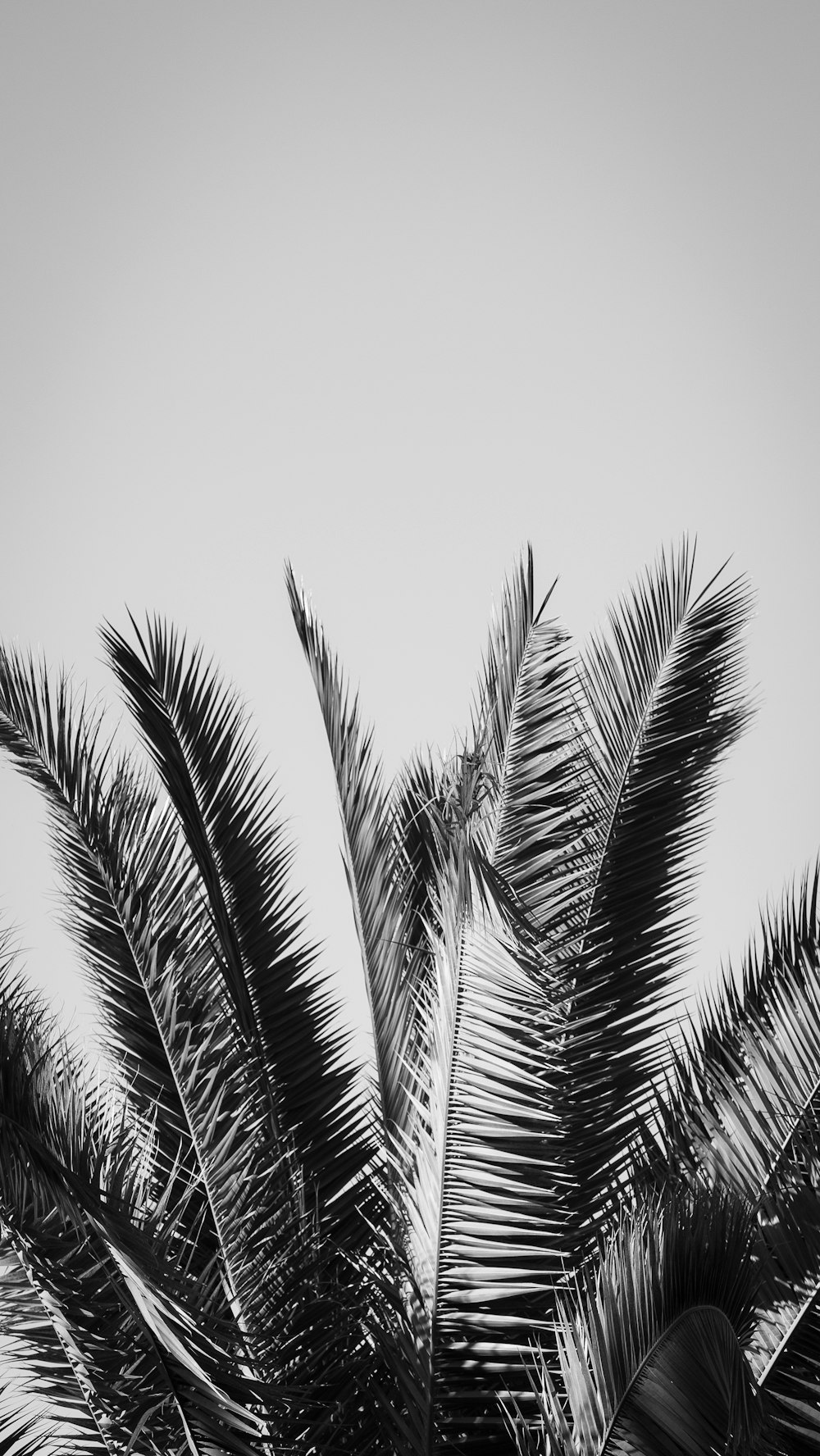 a black and white photo of a palm tree