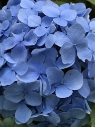 A close-up of a beautiful hydrangea blossom.