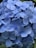 Close-up of fresh blue hydrangea flowers in a rustic bouquet.