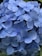 Close-up of fresh blue hydrangea flowers in a rustic bouquet.