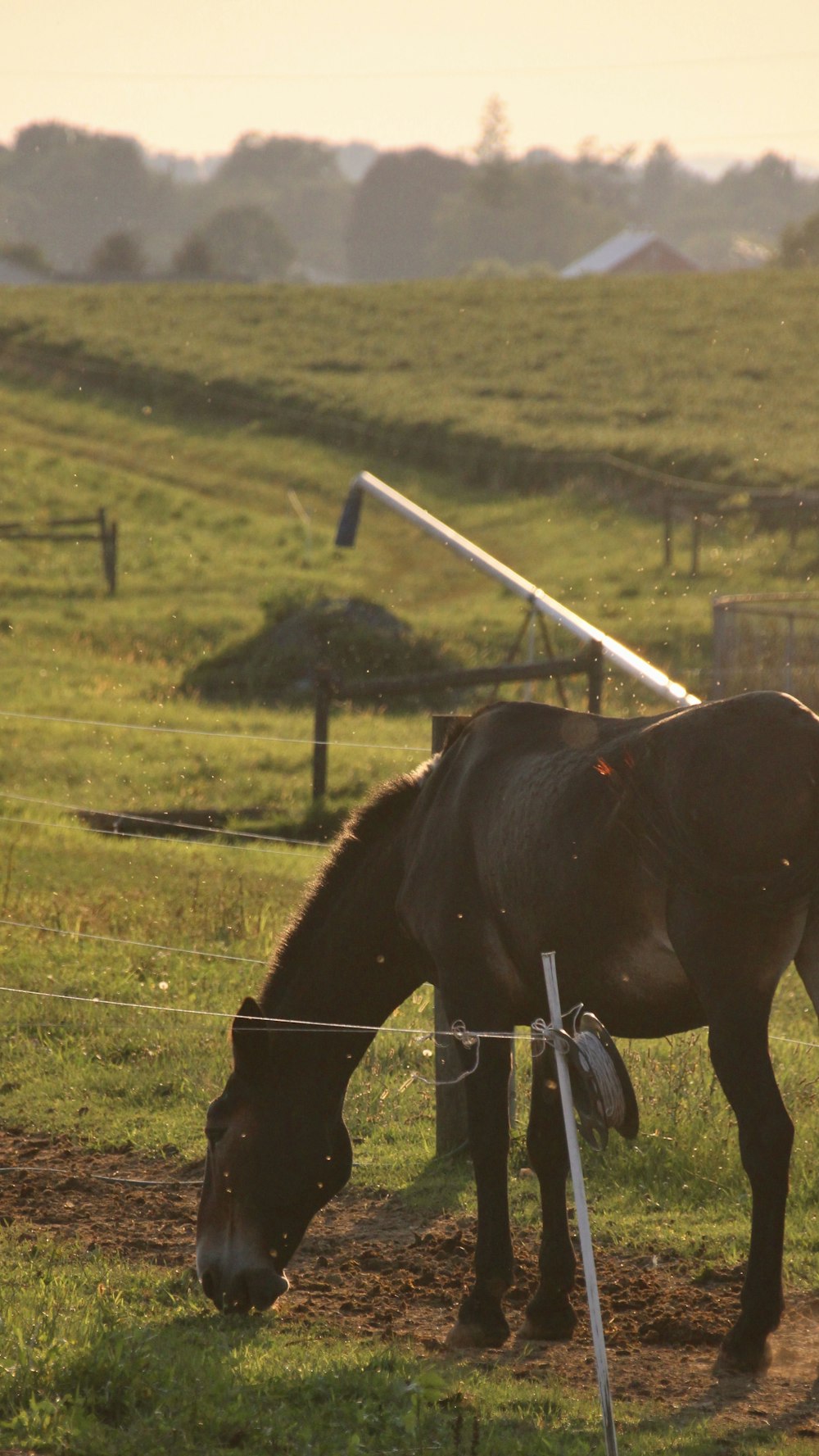 a brown horse eating grass in a field