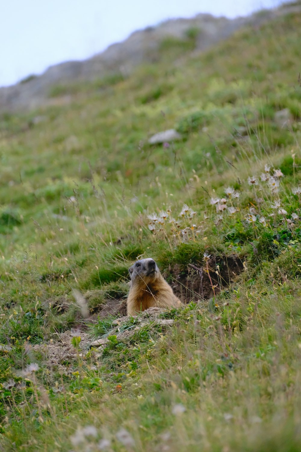 a small animal laying on top of a lush green hillside