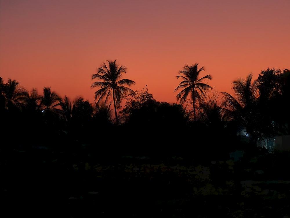 Una puesta de sol con palmeras de fondo