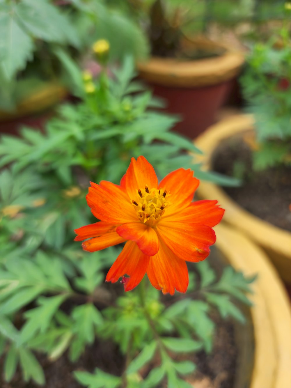 a close up of an orange flower in a garden
