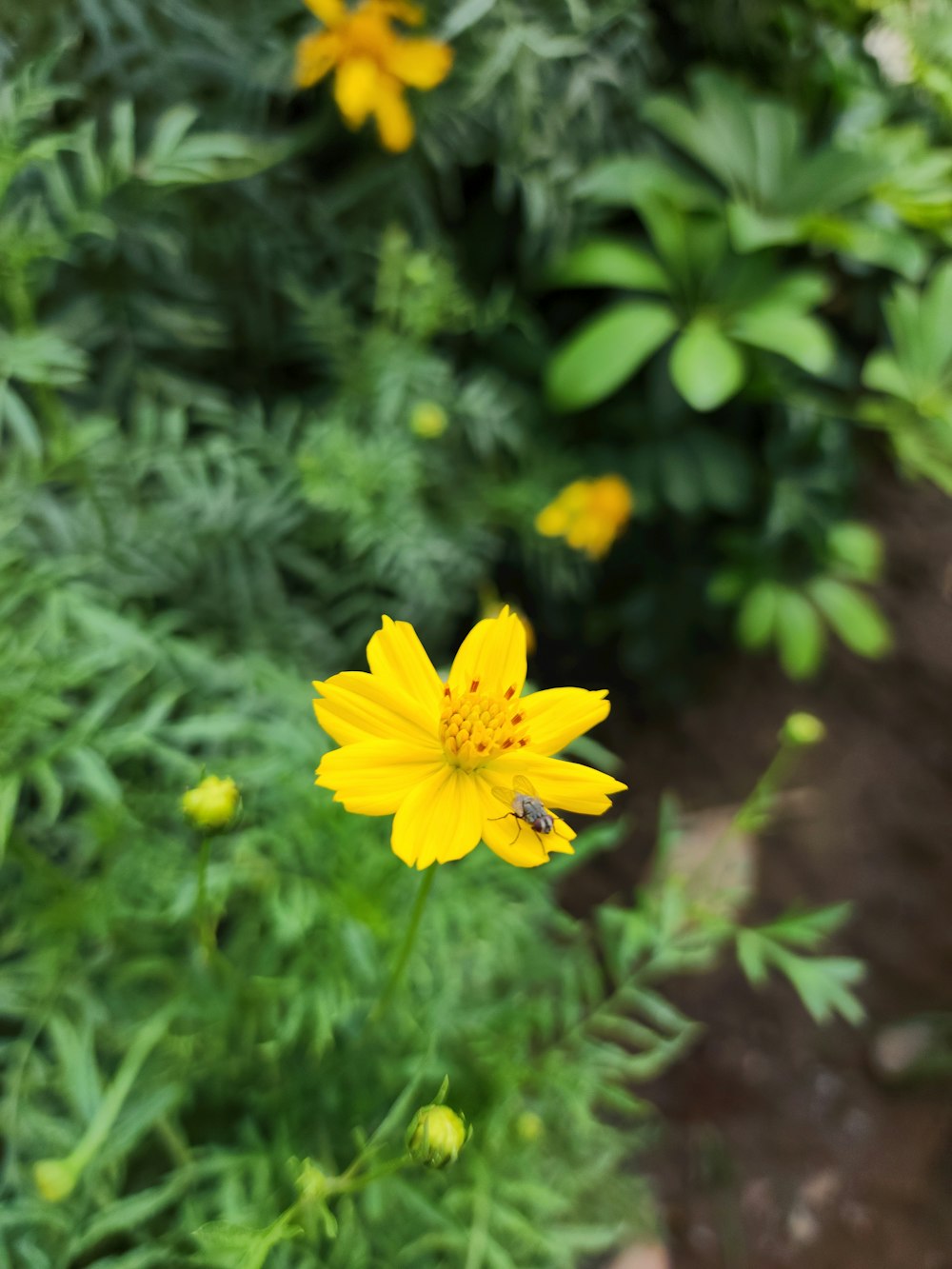 a yellow flower with a bee on it