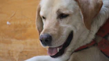 A close-up of a dog’s joyful face with a chew toy in its mouth, surrounded by soft blue and warm orange tones.