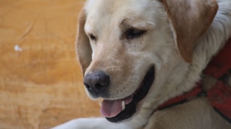 A happy dog being gently groomed at home with soft blue and yellow tones in the background