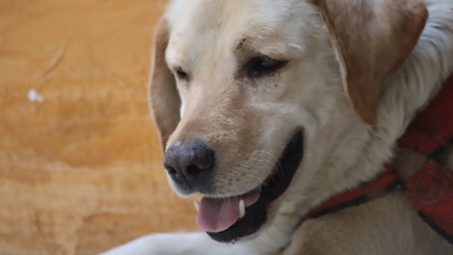 A happy dog being gently groomed at home with soft blue and yellow tones in the background