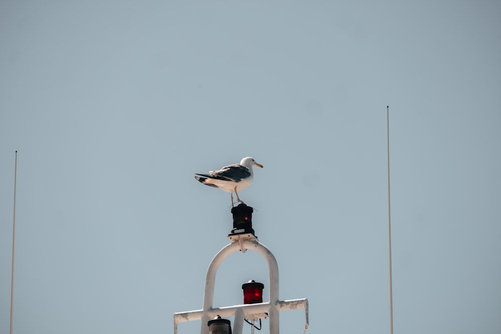 a seagull sitting on top of a traffic light