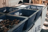 Several blue plastic baskets contain various types of seafood, likely shellfish, displayed in a market setting. Price tags in the baskets indicate the cost and type of seafood available. The white van in the background and wooden elements add context to the market scene.
