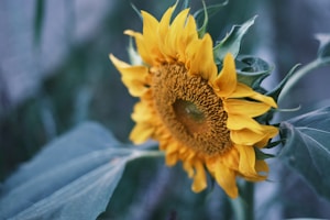 Sunflower Glow
