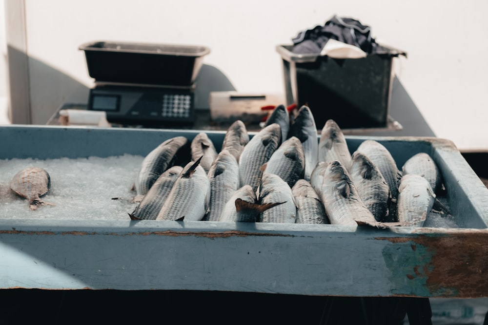 a bunch of fish that are sitting in some ice