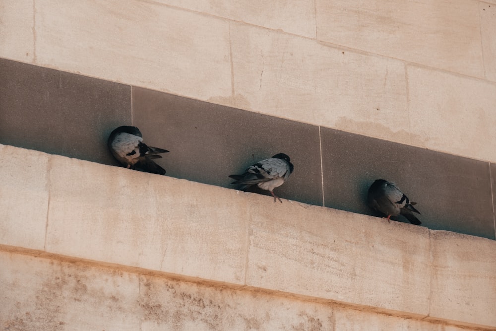 Un gruppo di uccelli seduti sul lato di un edificio