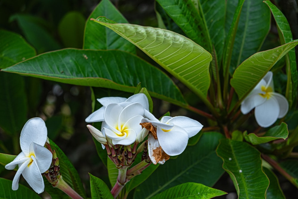 a group of white flowers sitting on top of green leaves