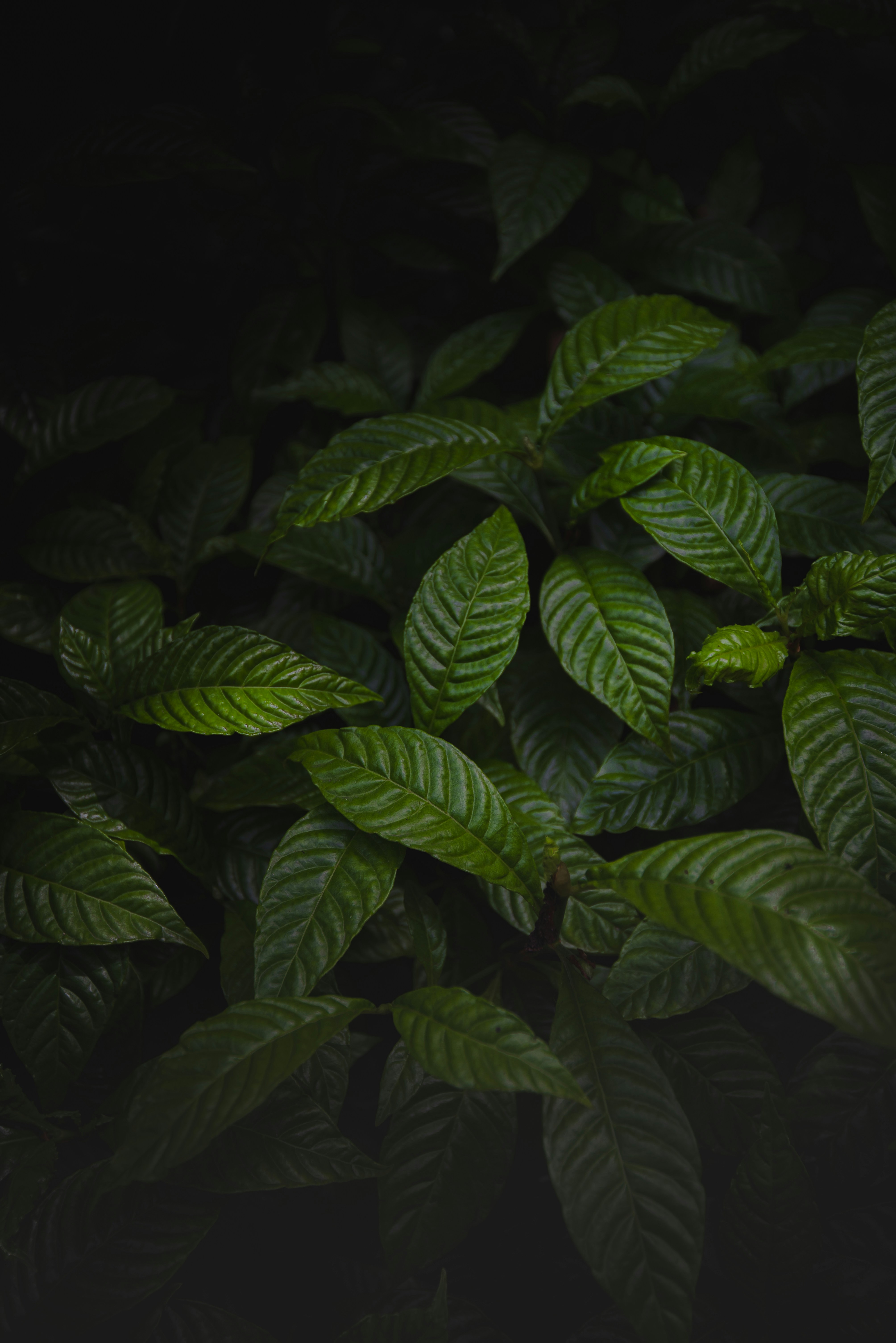 Photo by albulenapanduri