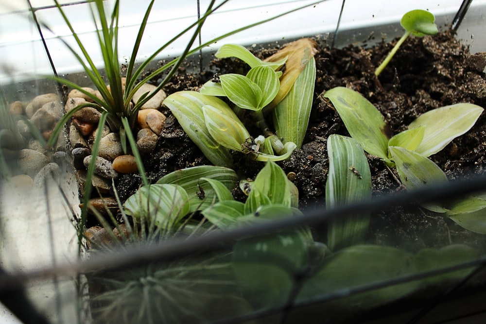 a glass container filled with plants and dirt