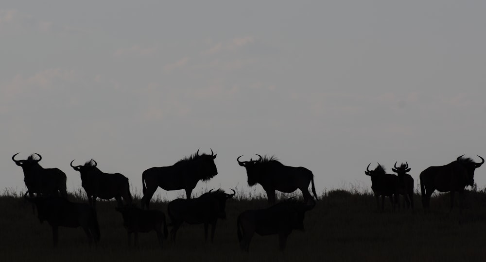 a herd of cattle standing on top of a grass covered field