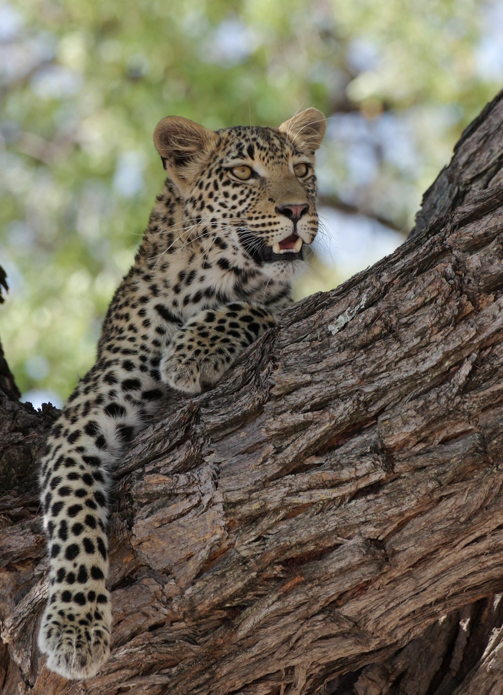 a young leopard is sitting in a tree