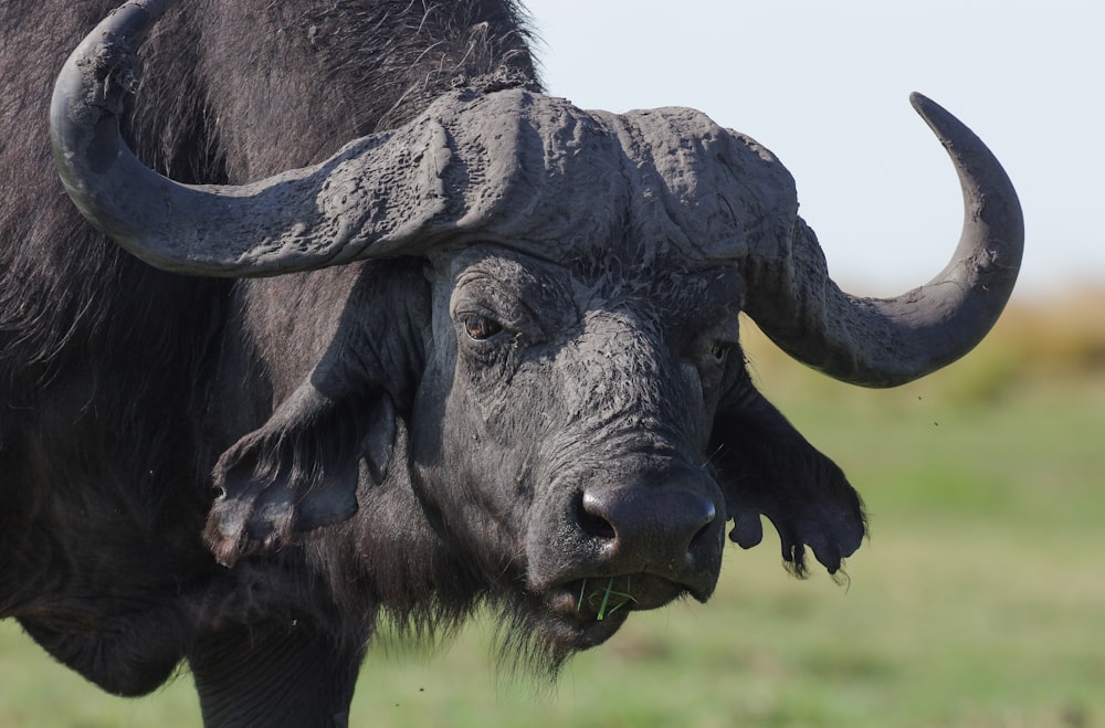 a close up of a black bull with large horns