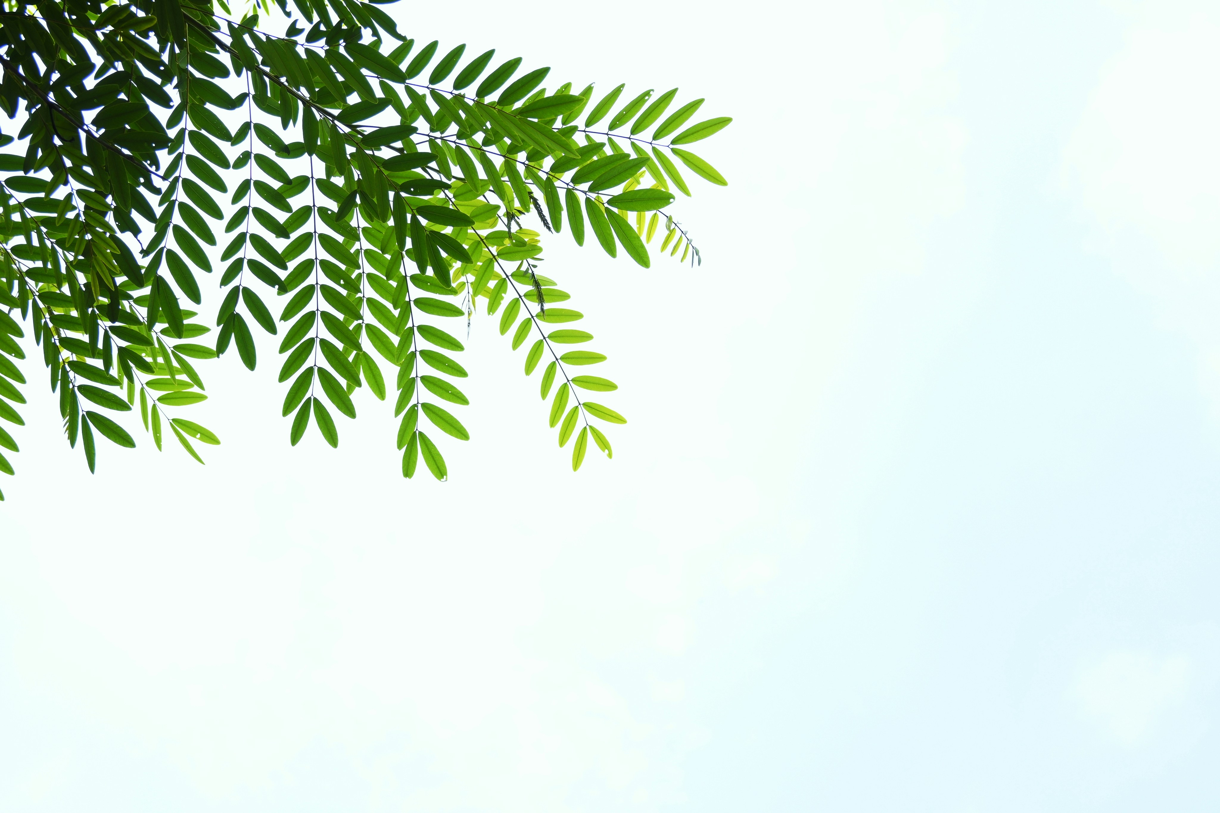 Photo by krishnaktn24