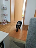 A small, fluffy black and white dog walks across a wooden floor in a cozy home environment. The background features an open doorway leading to another room. On the left, there is a white decorative shelf displaying various items, including small plush toys and candles. The atmosphere appears warm and inviting with natural light entering from the adjacent room.