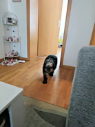 A playful Poodle puppy exploring a cozy home environment