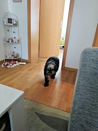 A small, fluffy black and white dog walks across a wooden floor in a cozy home environment. The background features an open doorway leading to another room. On the left, there is a white decorative shelf displaying various items, including small plush toys and candles. The atmosphere appears warm and inviting with natural light entering from the adjacent room.