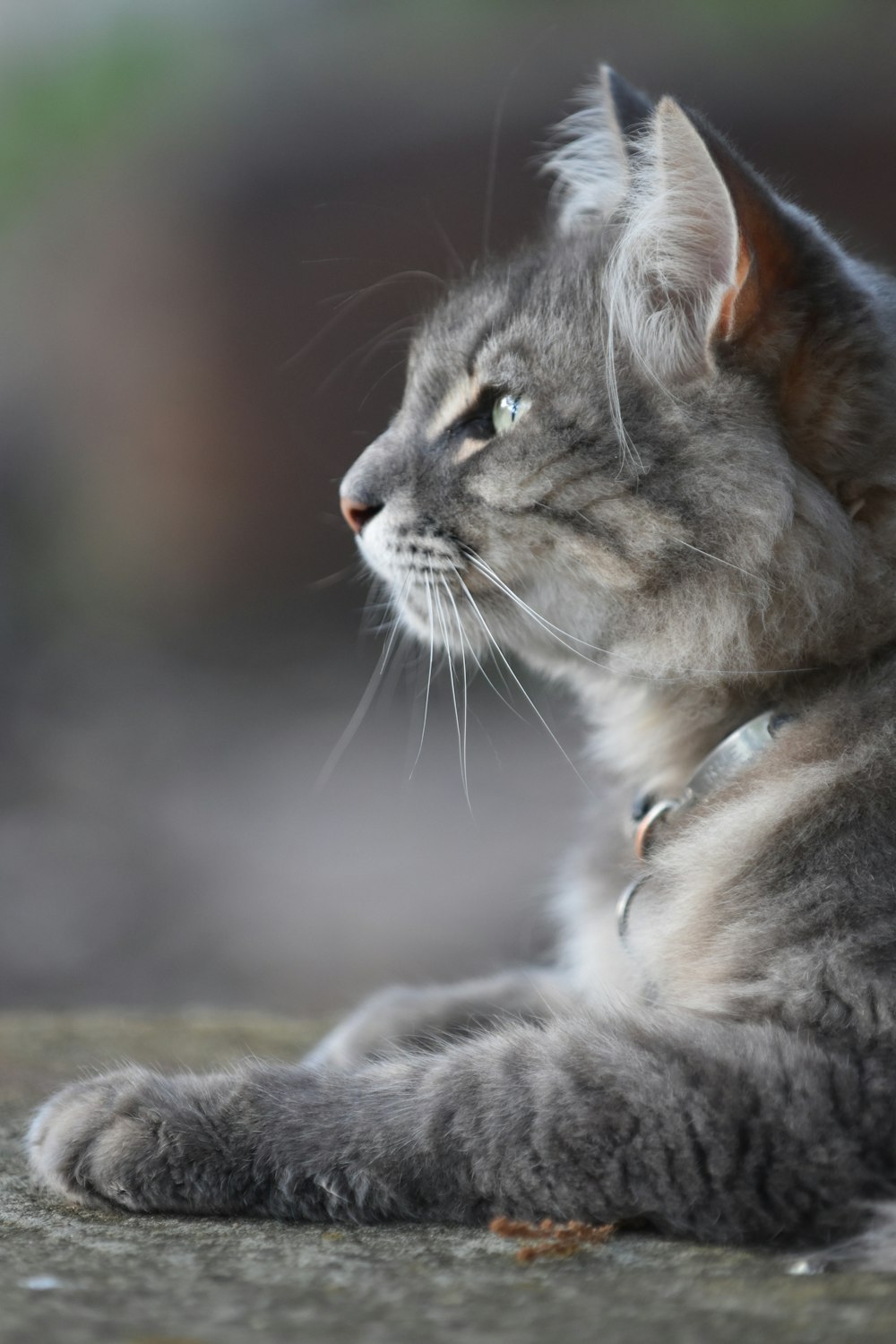 a gray cat laying on top of a cement floor