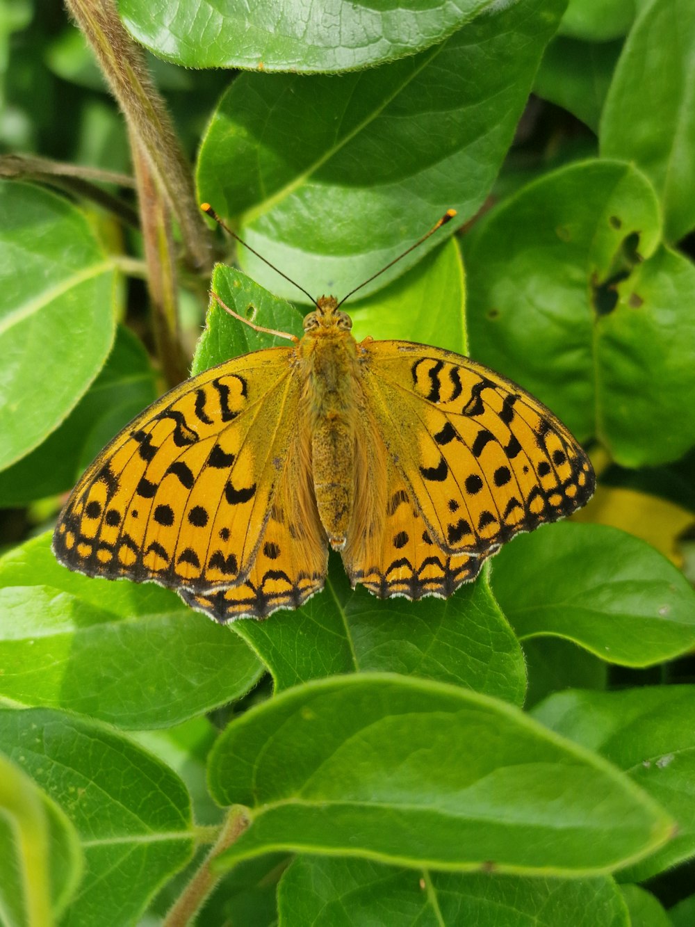 a yellow butterfly sitting on top of a green leaf