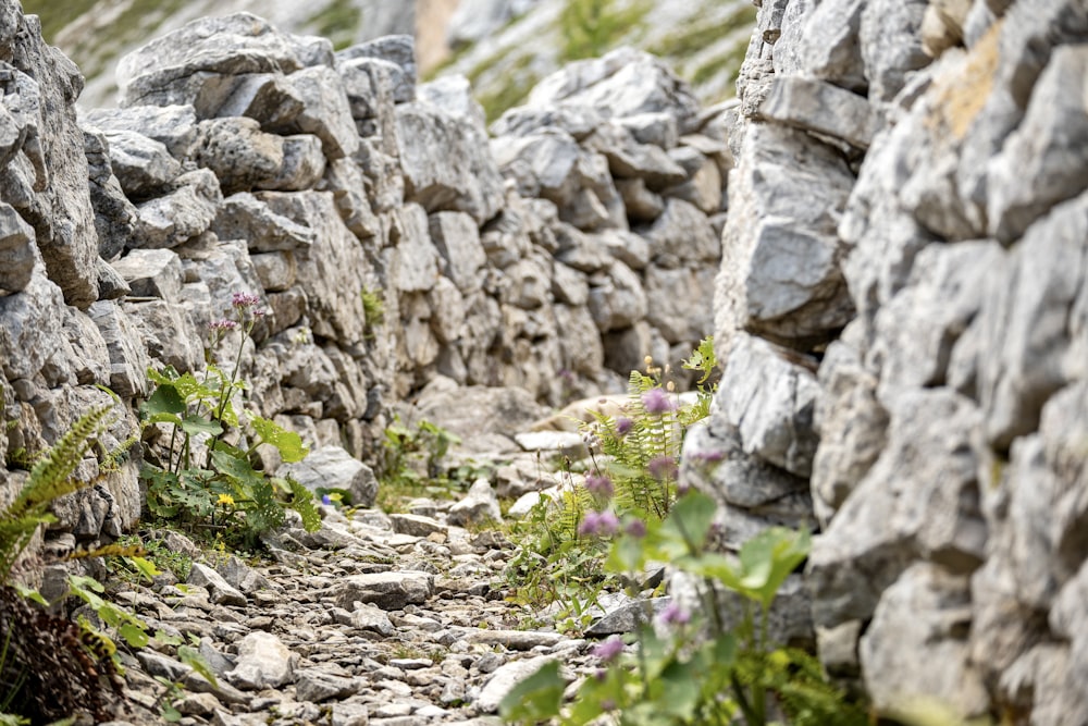 a stone wall made of rocks and plants
