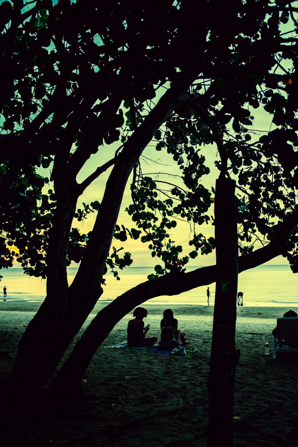 a group of people sitting under a tree on a beach