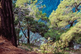 A vibrant forest scene with lush green trees overlooking a body of clear, turquoise water. Sunlight filters through the branches, creating a serene and natural atmosphere.