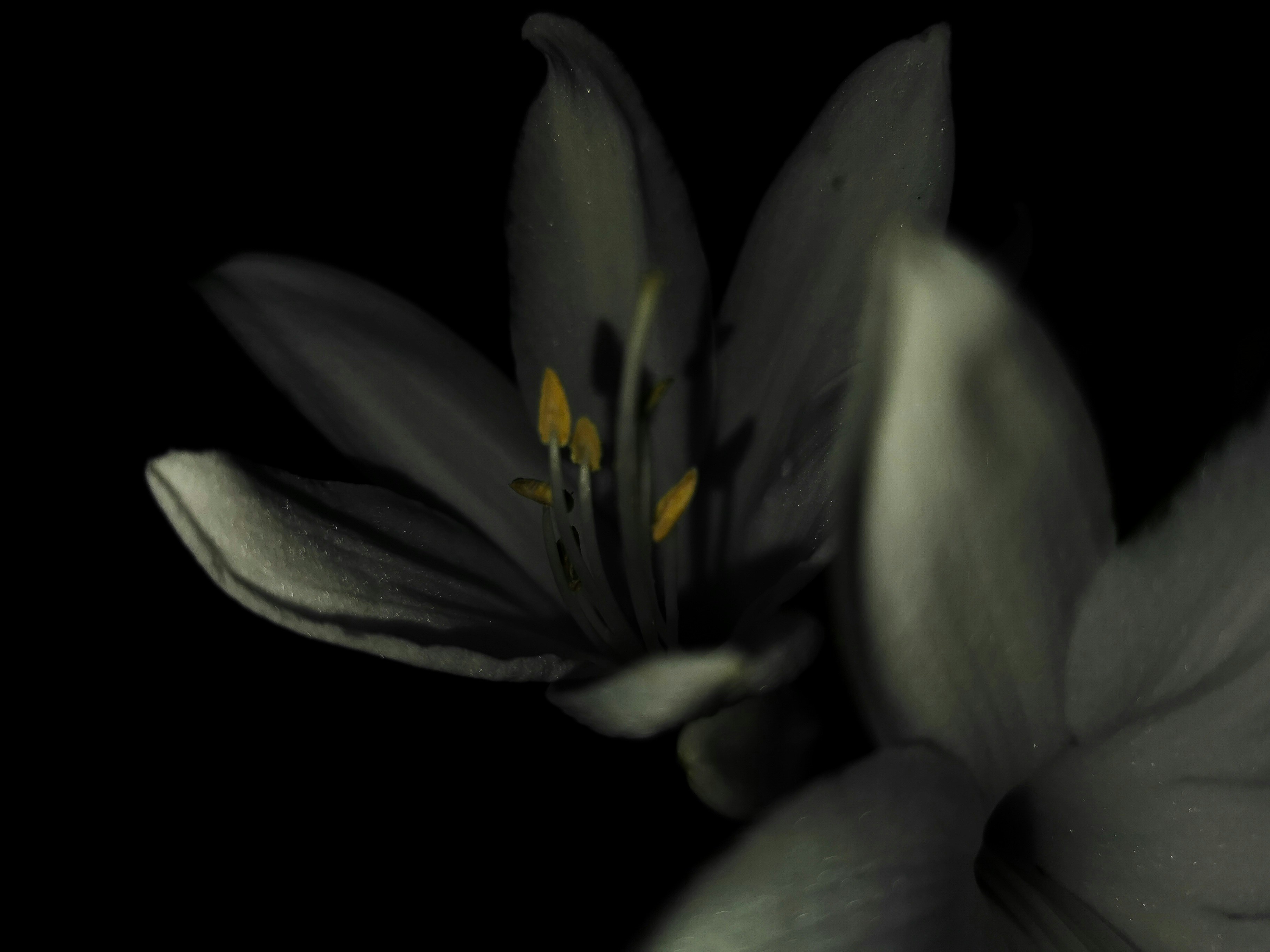 Midnight Bloom Print