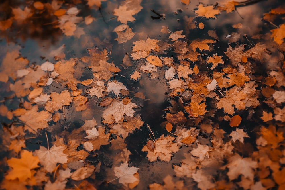 a group of leaves floating on top of a body of water